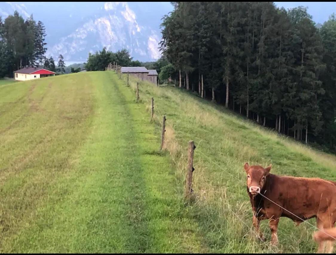 Ferienhaus Am Traunsee Mit Bergsicht Traunkirchen Eksteriør billede